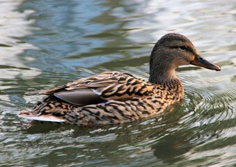 Female mallard floating on the surface of a city park lake in Szeged, Hungary