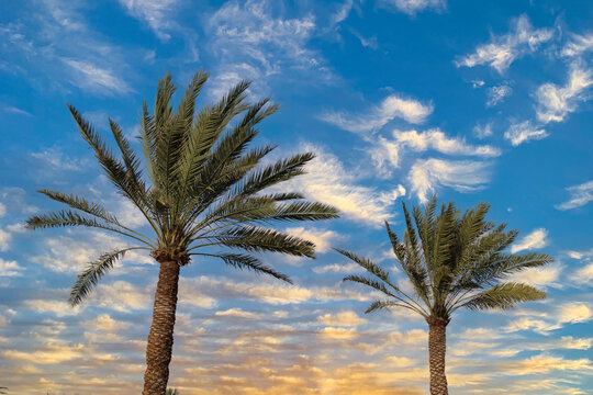 Palm and date palm trees at sunset.jeddah saudi arabia