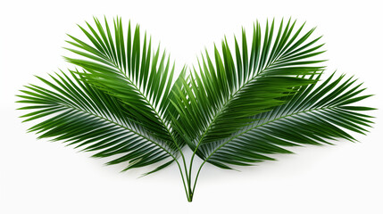 Obraz premium Realistic summer palm leaves on a transparent background. Versatile tropical visuals Generative AI.