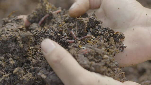 compost with worms in hands