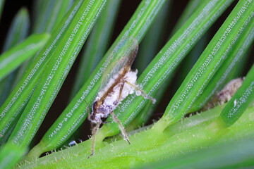 The bark louse also colled Red-brown powdered spruce tree louse (Cinara pilicornis) colonized...