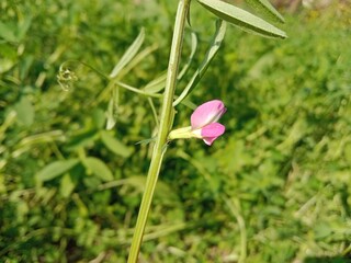 Flower of the Vicia sativa or vetch flower or garden vetch red flower or flower of the tare or simply vetch