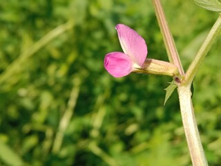 Flower of the Vicia sativa or vetch flower or garden vetch red flower or flower of the tare or simply vetch