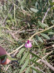 Flower of the Vicia sativa or vetch flower or garden vetch red flower or flower of the tare or simply vetch