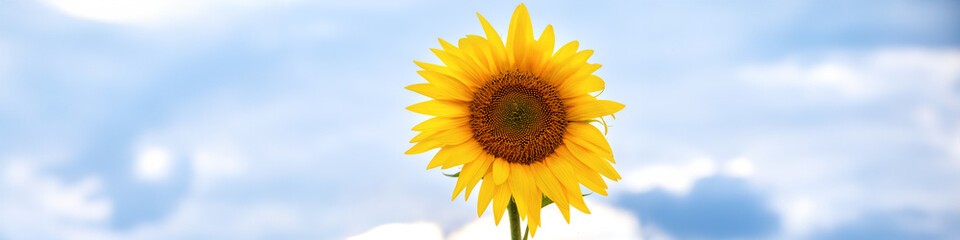 4x1 banner sunflower flower in middle against a light cloudy sky. Image of the sun