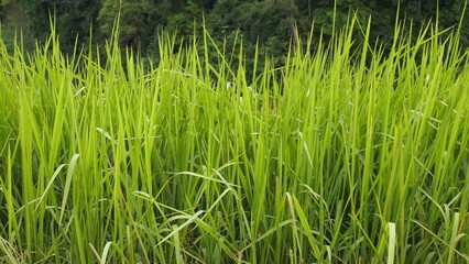 Tall green grass in the field