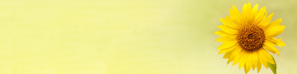 Obraz premium 4x1 banner sunflower flower on right on yellow background