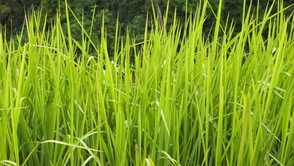 Fototapeta premium Tall sharp green grass in the field