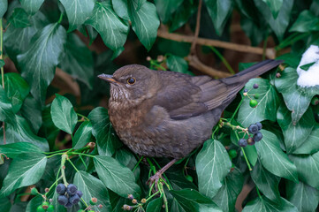 ptak kos (Turdus merula) samica w bluszczu w zbliżeniu © Henryk Niestrój