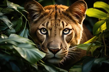 Schilderijen op glas Puma Majestic in the tropical jungle., generative IA © JONATAS