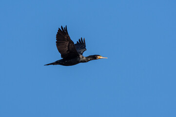 ptak kormoran w locie na tle niebieskiego nieba