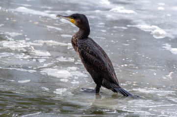 kormoran zwyczajny czarny (Phalacrocorax carbo) stojacy na lodzie
