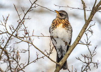 ptak paszkot (Turdus viscivorus) średniej wielkości ptak śpiewający z rodziny drozdowatych