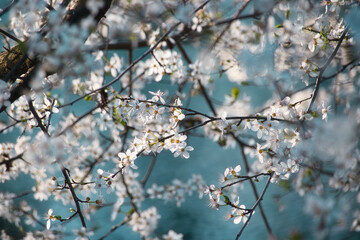 Blüten im Frühling am See - Kirschblüten in weiß