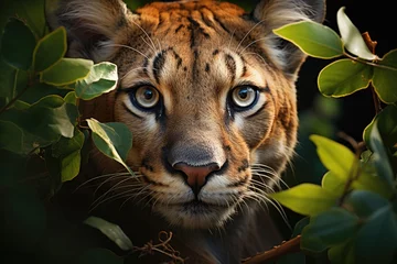 Fotobehang Puma mythological emerges in the indigenous forest., generative IA © JONATAS