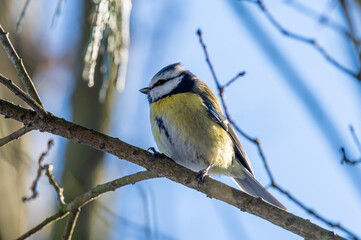 sikorka modraszka zwyczajna (Cyanistes caeruleus) na gałęzi drzewa © Henryk Niestrój