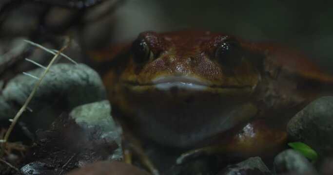 This video provides a close-up view of a toad sitting on the mossy ground. The toad is brown and warty, with large, black eyes. It is sitting very still, and it appears to be watching the camera. The
