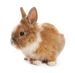 Cute fluffy pet rabbit isolated on white