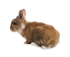 Cute fluffy pet rabbit isolated on white