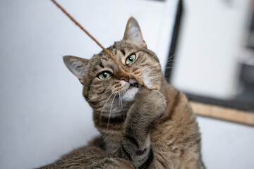 Cat plays with a rope and looks into the camera