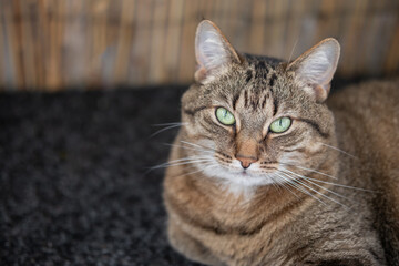 A brown tabby cat looking at the camera
