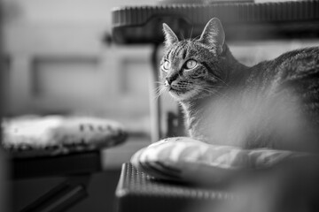 Black and white portrait of a cat lying on a balcony