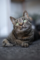 Lying cat looking up cutely