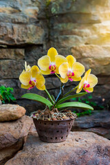 yellow orchid in a pot