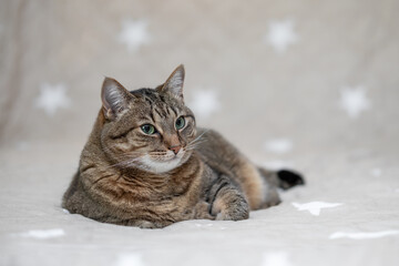 Cat portrait with a neutral background