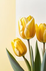 Naklejka premium yellow tulips on a soft light background with copy space