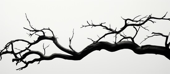 A stark black and white image of a bare tree branch, devoid of leaves, against a neutral background. The intricate details of the branch are highlighted in this minimalist composition.