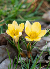 Fototapeta premium beautiful flowers in the garden