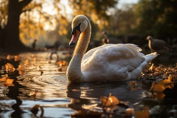 Rolgordijnen Majestic swan slides in urban park., generative IA © JONATAS