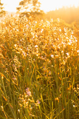 field flowers againt sunrise with shallow focus