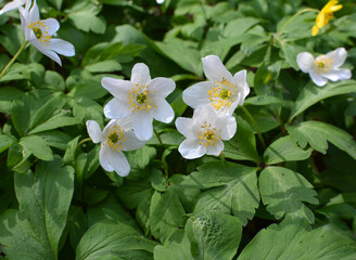 In the wild bloom early spring perennial plant Anemone nemorosa