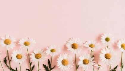 Fototapeta na wymiar Minimal styled concept. White daisy chamomile flowers on pale pink background. Creative life