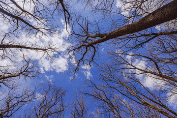 looking up at a group of trees crowns in spring without leaves on deep blue sky
