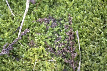 a beautiful green carpet of moss with old sedges on it