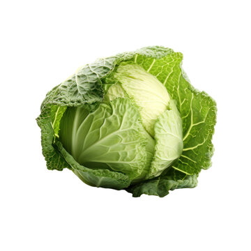 Cabage Isolated on transparent background