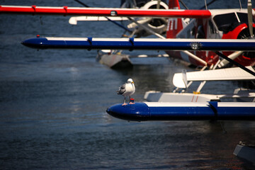 a seagull sits on a wing of a seaplane