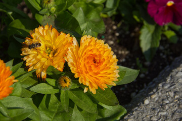 A Bee collecting pollen from an Orange Calendula