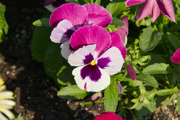 Colorful Pansies Blooming in the Summer