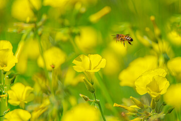 Natural growing winter plant flowers. Close-up view of colorful flowers of small winter plants and herbs that usually grow spontaneously in winter.