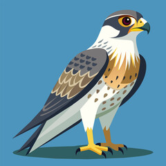 illustration of a falcon