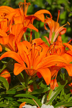 Orange Lily Blooming in a Garden