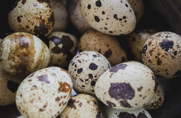 Fototapeta premium Quail eggs. Small eggs lie together.