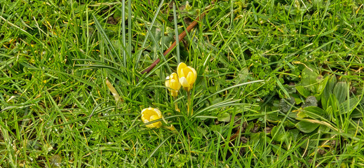Golden yellow crocuses grow in a lush green meadow.