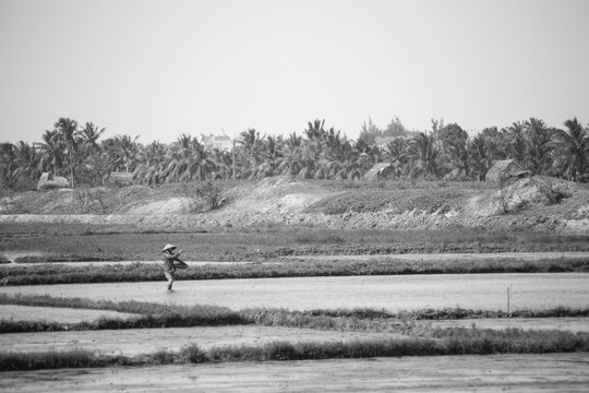black and white picture of sowing farmer in a rice paddy in Vietnam