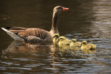 a goose with chicks