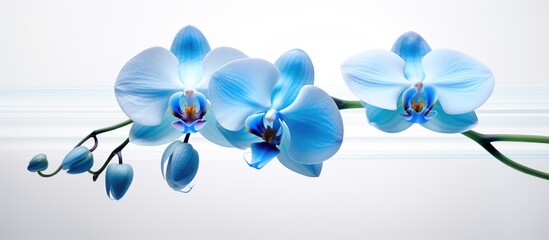 Two vibrant blue orchids are beautifully displayed on a branch, with water glistening in the...